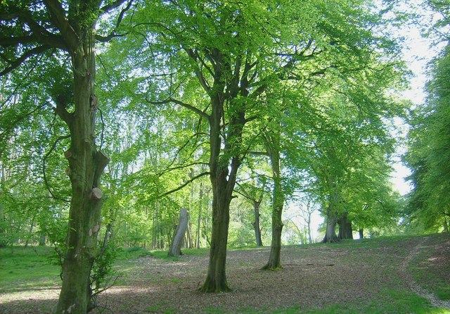 Wychwood Forest